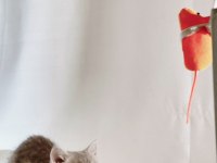 Sessiz ve Tatlı Sevgi Dolu Gri British Shorthair