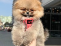 Pomeranian boo teddy face dişi erkek yavrularımız