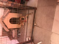 Bekçi köpeği arayanlara