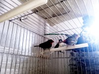 LUTİNO TAŞIYICI PARROTLAR
