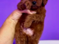 Orjinal toy poodle yavrularımız
