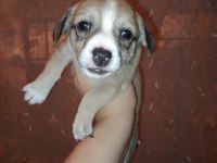 Corgi / Jack russell