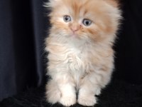 İRAN (PERSİAN) LONGHAİR YAVRU KEDİMİZ
