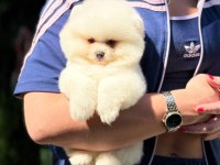 AYICIK SURAT POMERANİAN BOO