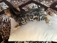 Küçük bengal kedisi kaplanlar