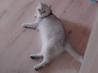 Sevimli kedimiz dino muza kalıcı yuva arıyoruz