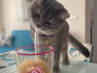 Scottish fold kedimiz Eli yeni yuva arıyoruz