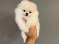 En Sevimli Orjinal Pomeranian Yavrularımız