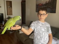 2021 Kapalı Bilezikli Blue Fronted Amazon Papağanı