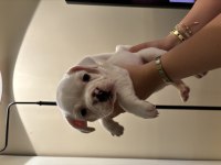 SAĞLIK GARANTİLİ FRENCH BULLDOG YAVRULAR