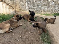 SAFKAN VE ŞECERELİ ORJİNAL A KALİTE MALİNOİS YAVRULARI