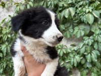 Teslime hazır border collie yavrular