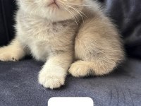 Scottish Fold Dişi Yavrumuz Teslime Hazır
