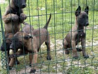 Belçika Malinois 57 Günlük