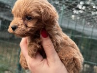 YAVRU TEACUP MALTIPOO