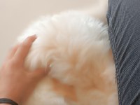 Köpeğim 3,5 aylık malzemeleri ile birlikte VERECEĞİM