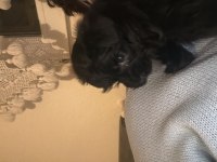 Kara Bebek 3 Aylık Maltipoo