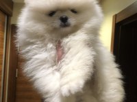 3 aylık erkek muhteşem kalitede pomeranian boo