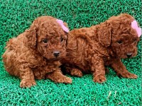 Yavru Toy Poodle