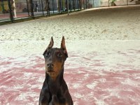 4 Aylık Dişi Doberman
