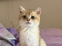 Golden British Shorthair