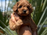 MALTİPOO YAVRULARIMIZ
