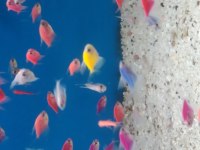 Transgenetik Tetra