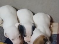 Jack russell yavrular