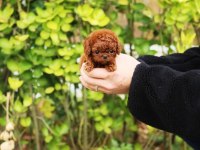 ADRESE TESLİM TOY POODLE BEBEKLERİM