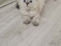 British longhair kardeşler