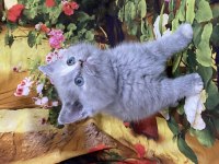 A kalite british shorthair ve scottish fold bebekler