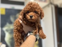 Irk ve sağlık garantili toy poodle yavrularımız