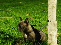 French bulldog