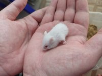 Tatlı Minnoş Gonzales Hamster Yavru ve Yetişkin