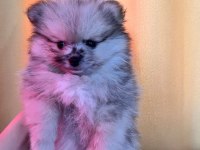 POMERANİAN BOO TEDDY BEAR