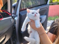 British shorthair w63 odd eyes erkek yavrum teslime hazır