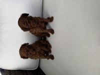 TOY POODLE (2-3 kiloyu kesinlikle geçmez)