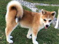 Japon Akita Yavruları Sağlık ve Irk Garantili 