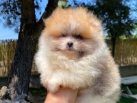 Bal Küpü Köpeğimiz Yeni Ailesini Arıyor