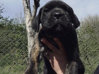 PRESA CANARIO YAVRU FCI/KIF A SCR