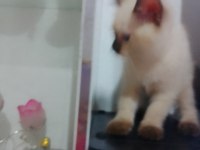 3 aylık siyam kedisi sahiplendirme 2 dişi ve 2 erkek