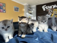 RENK RENK BRITISH SHORTHAIR YAVRULARIMIZ FENOMEN PET S