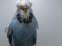 Muhabbet kuşumuz show jumbo