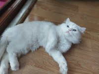 Acil şehir dışına taşıyacağız 8 aylık chinchilla