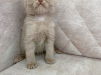 FAWN RENGİ Safkan BRİTİSH shorthair ayı surat bebek