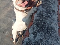 Maskeli dişi iki yaşında sıfır burun french bulldog