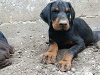 A scr üst düzey doberman yavruları