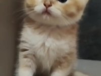 British shorthair yavrularımız yeni yuvalarını arıyor