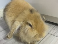 HOLLANDA LOP TAVŞAN