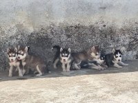 Sağlıklı Husky Yavru Köpekler